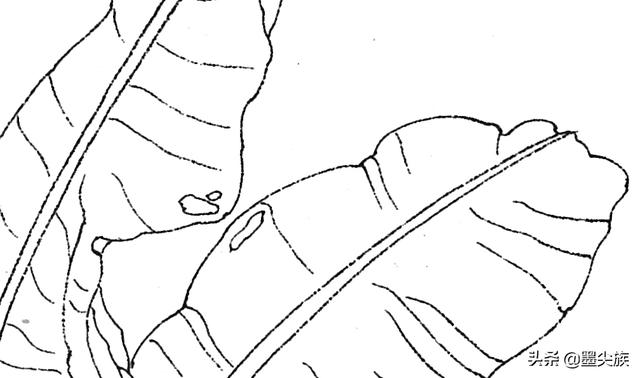 芭蕉高清白描线稿图片下载18幅