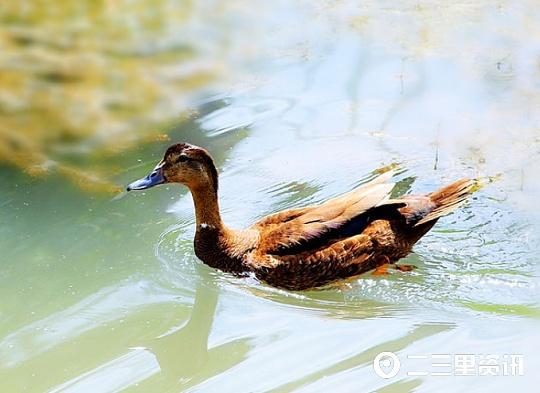 潮哥影像｜丹江湿地出现一只棕红色野鸭，好似赤膀鸭