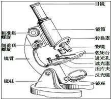 显微镜目镜与物镜的长短,物镜与装片之间的距离和放大倍数的关系
