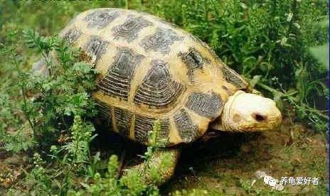 哪种品种的龟最聪明