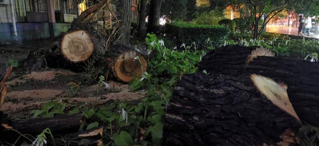 大树|北京雨后大树倾倒砸损七辆轿车 所幸无人受伤