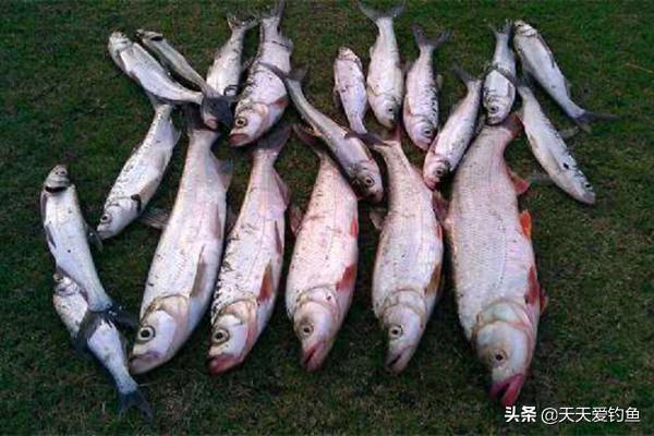 海豆怎么用海杆海豆的用法图解