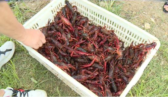 南宁市上林县：稻虾共养 特色产业引领脱贫致富