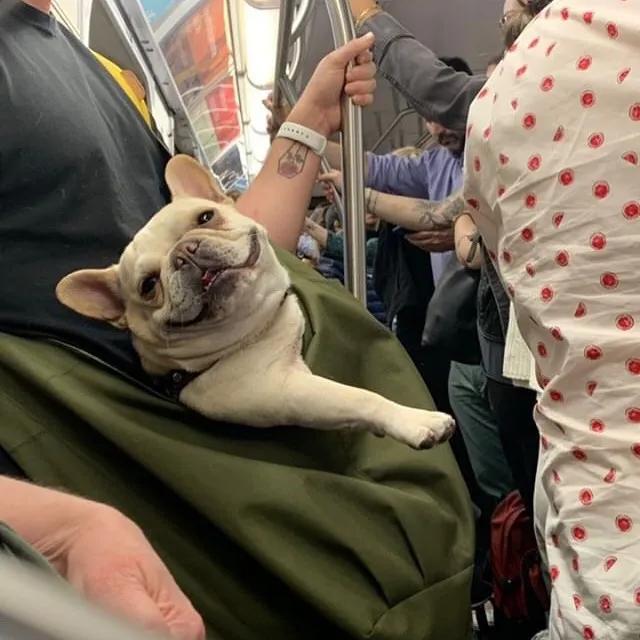 纽约地铁：禁止带狗，除非包里塞得下！于是，奇妙的风景线出现了
