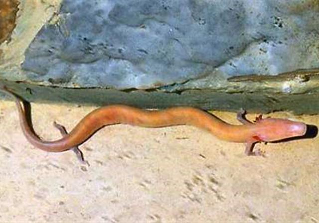 洞螈盲螈不但长着龙的外形还有着多年不进食却能存活的本领