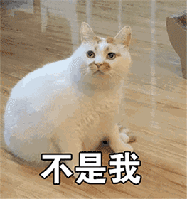 猫冲着人放屁什么意思