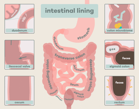 肠道是个容易“激动”的器官：全身50多种疾病都与它有关