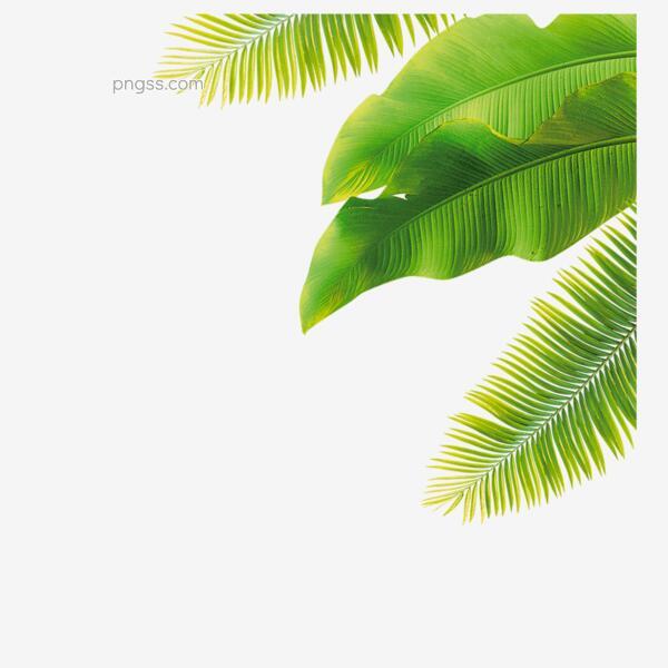 椰叶绘画png搜索网 精选免抠素材 透明png图片分享下载 Pngss Com