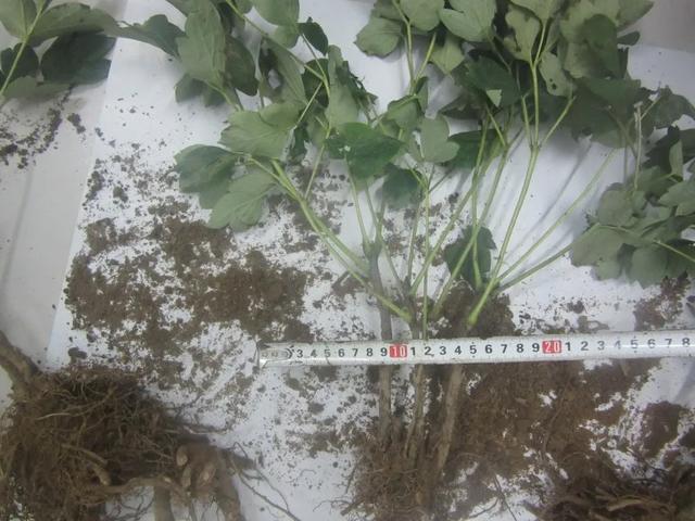 菏澤一男子偷挖牡丹被抓