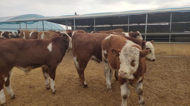 养牛人的疏忽造成了很大损失，六十多头牛损失