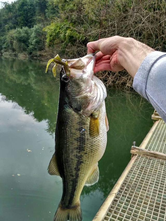 世界性的游钓鱼类路亚上钩的主要品种加州鲈鱼的养殖