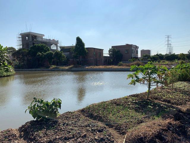 广州南沙东涌鱼窝头100亩养殖鱼塘项目,18年年限,可做特色养殖