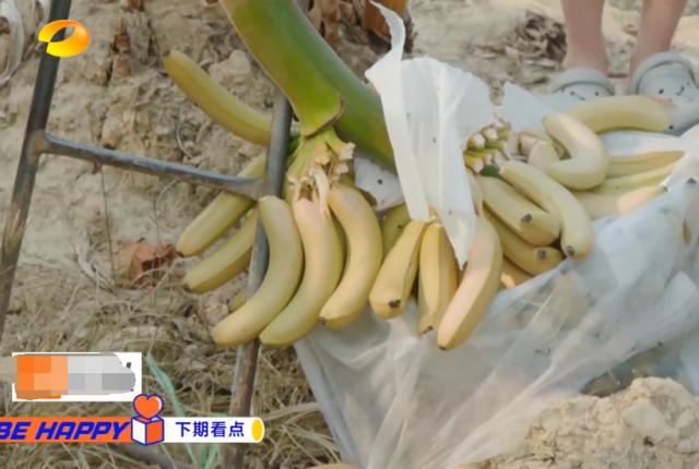 《向往的生活》滤镜有多强？香蕉在树上还是绿