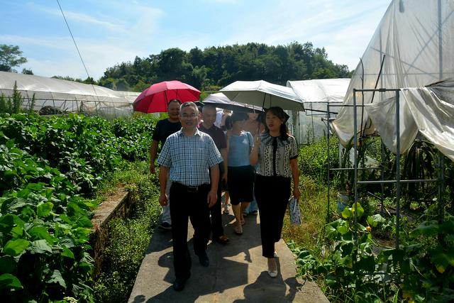 知联会|涪陵知联会农业分会走进康丰火龙果基地、展禾农业公司开展调研活动