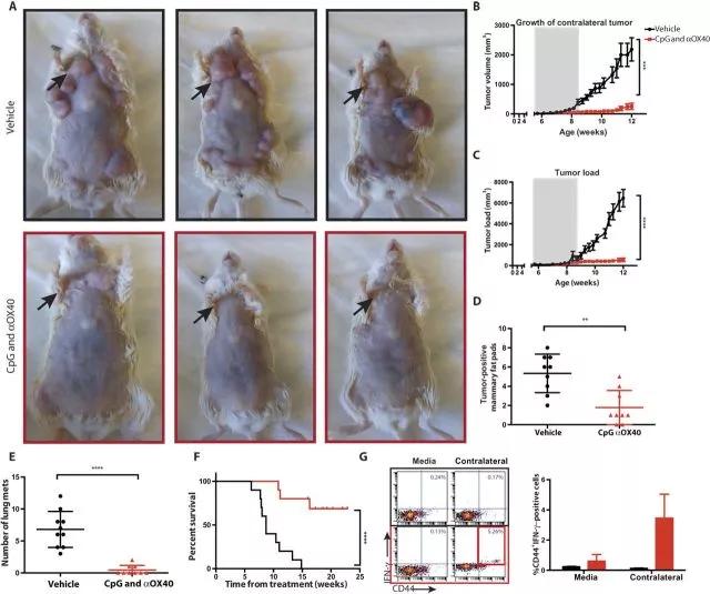 《Science》重磅！“癌症疫苗”可使小鼠癌症全部消退