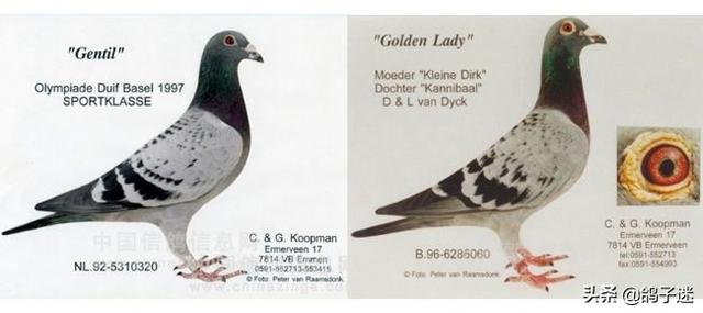 查询足环号(足环号查询系统)