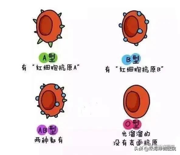 血型o十是什么意思血型o十好还是o好
