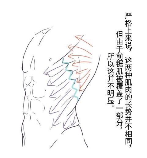 主要是教大家如何繪畫人物腹肌的教程,人物腹肌的繪畫技巧,教程非常