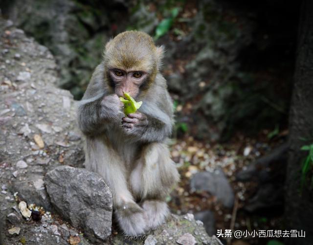 中国性价比最高的公园，为国家4A级景区只收5元门票，就在贵阳！