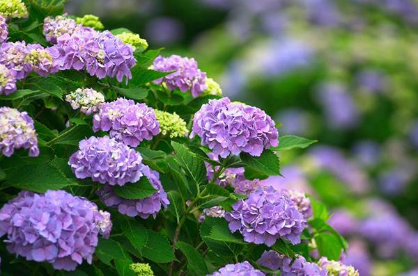 紫阳花多高 友邦知识网