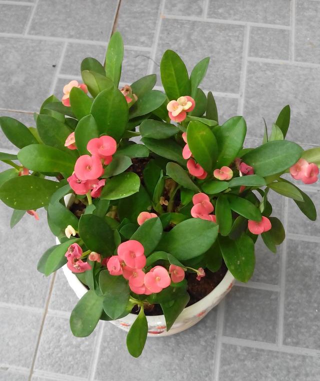 豹点花适合室内养吗