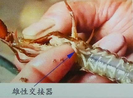龙虾繁殖条件(小龙虾卵孵化的过程图)