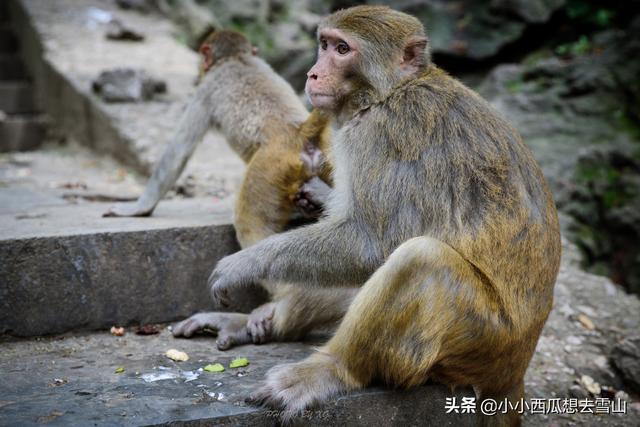 中国性价比最高的公园，为国家4A级景区只收5元门票，就在贵阳！