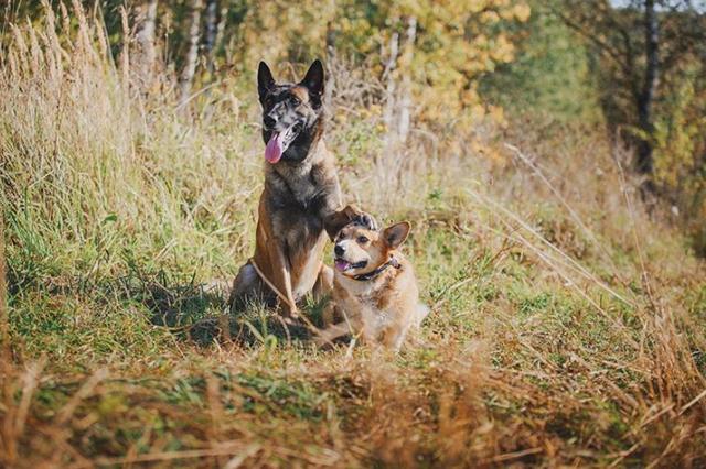 史上最萌警犬退休！俄罗斯短腿柯基当警官，出警全在卖萌？