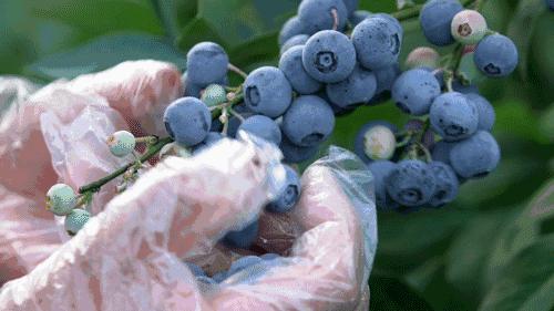 蓝莓种植,云南种植的蓝莓品种,都有些什么