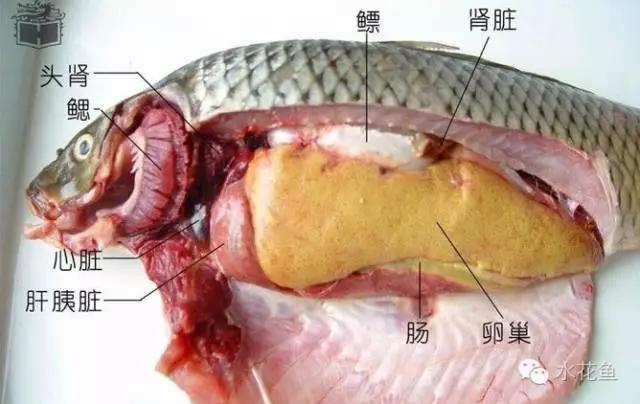 鱼类特有的四个生物学特性---食性与胃肠结构，呼吸，栖息，繁殖