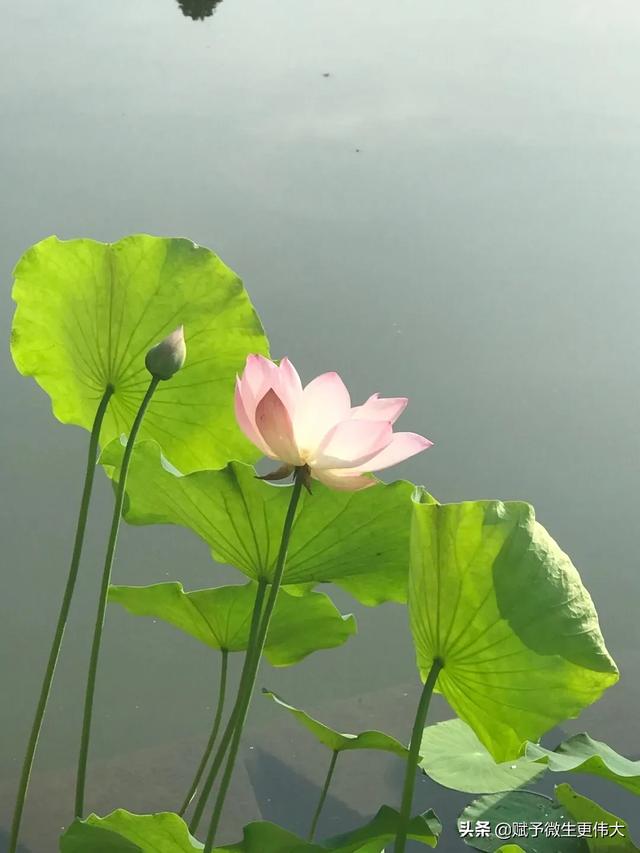 早立秋——一决伏秋凉嗖嗖