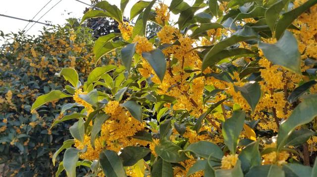 桂花树冬天可以修剪吗 最佳呆