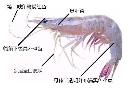 对虾结构图图片