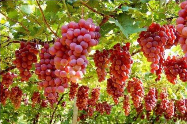巨峰葡萄是酸性水果还是碱性水果