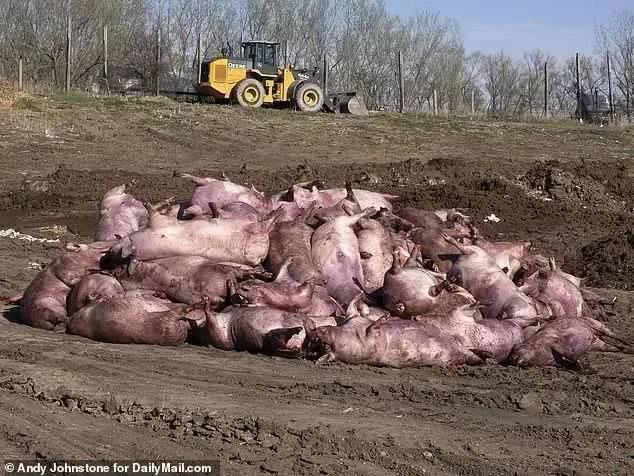 美肉类加工场关闭，千万头生猪安乐死，尸体堆积如山臭气弥漫空中