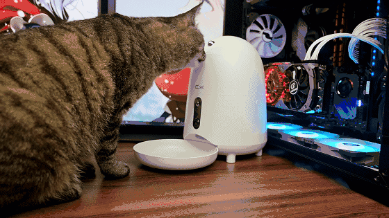 给各位爱猫人士的喂猫神器，让自己的主子也可以用上智能喂食器