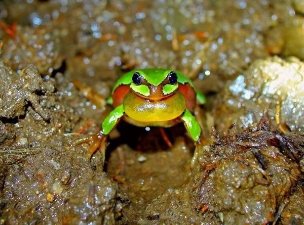 青蛙品种 雨蛙图片