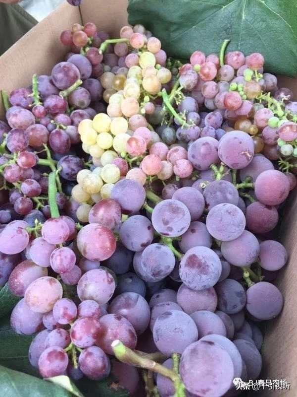|北京延庆好去处：春日农场任大叔家的葡萄熟了