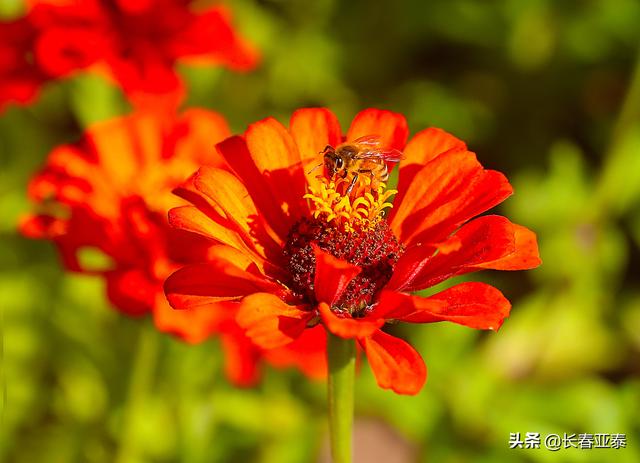 「图说亚泰基地」初秋时节 亚泰净月基地硕果初现