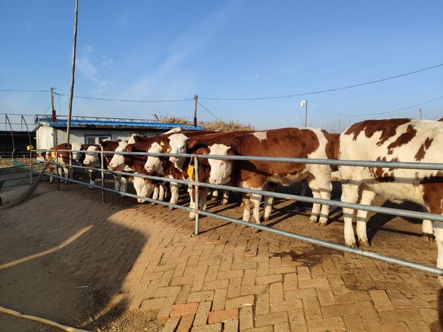 虽然看到养牛业的前景很广阔，但是要放开手脚