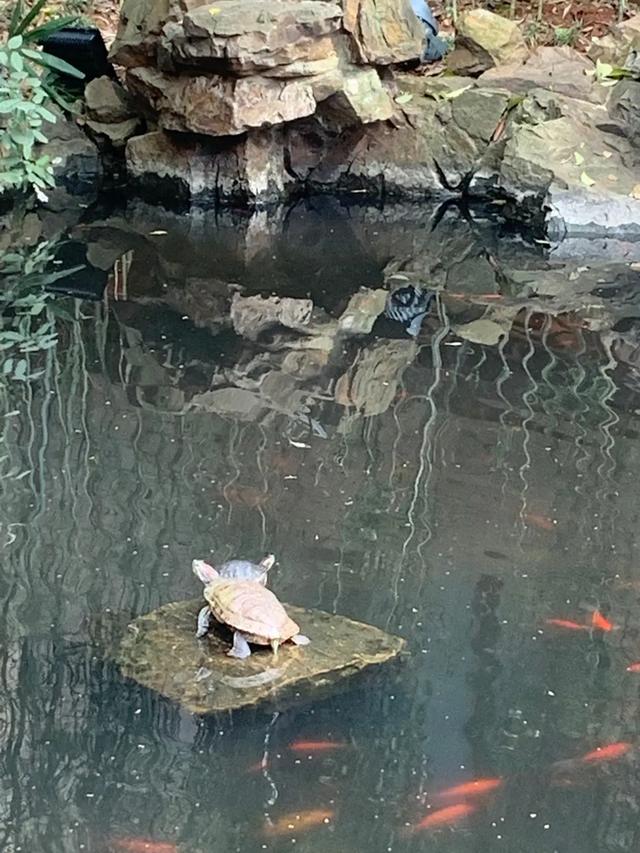 天上人间诸景备！这座和豫园“师出同门”的小园林，你可知晓？
