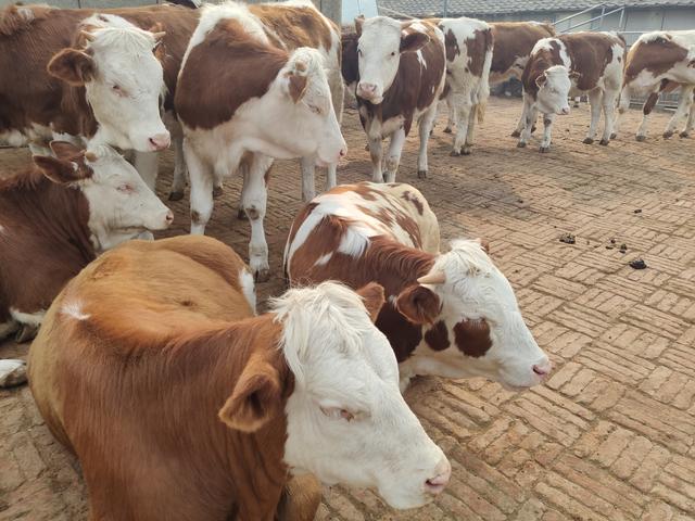 养牛人越来越多，这行到底能不能行？还能不能