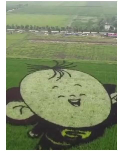 袁隆平|农民种出袁隆平钟南山稻田画 平均每幅画约3000个点用5种颜色的水稻组成