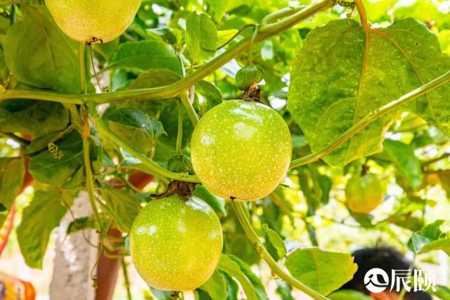 辰颐物语：黄金百香果竟然甜得像蜂蜜，美白还养颜
