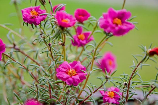 太陽花什麼時候開(蝴蝶蘭幾點開花)