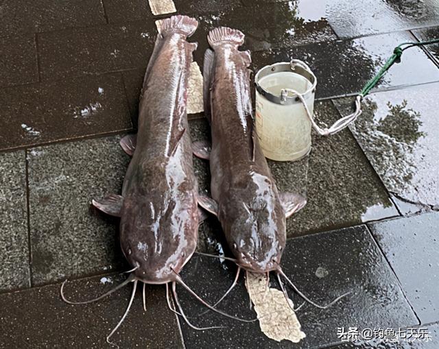 泰国塘角鱼图片