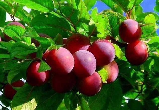 春华秋实是什么意思(春华秋实什么意思啊)