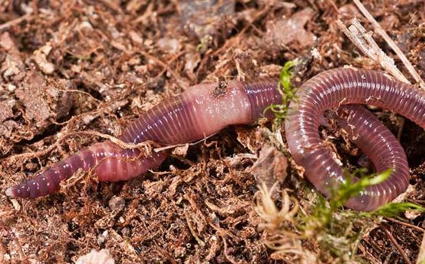 蚯蚓一般生活在什么等土壤中,它与蜗牛一样喜欢什么的环境