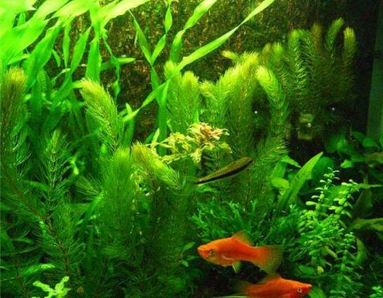 清森水族养鱼知识水草 院勾问答