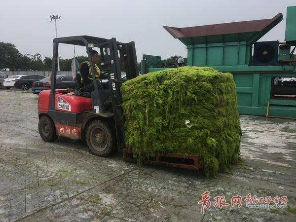 浒苔提前到来，青岛早介入精细管，陆域“打浒”战全面开启